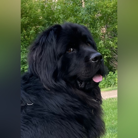 Meet your Posher, Thomas - Picture 5 of 5